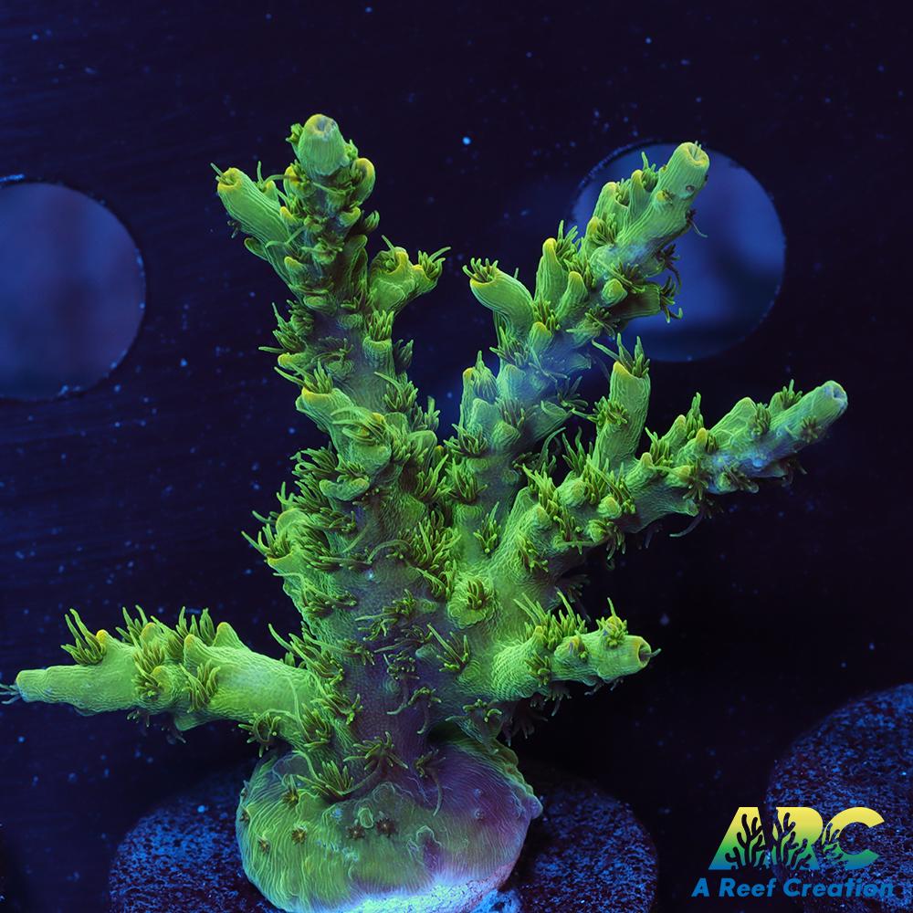 ARC Fuzzy Lime Table