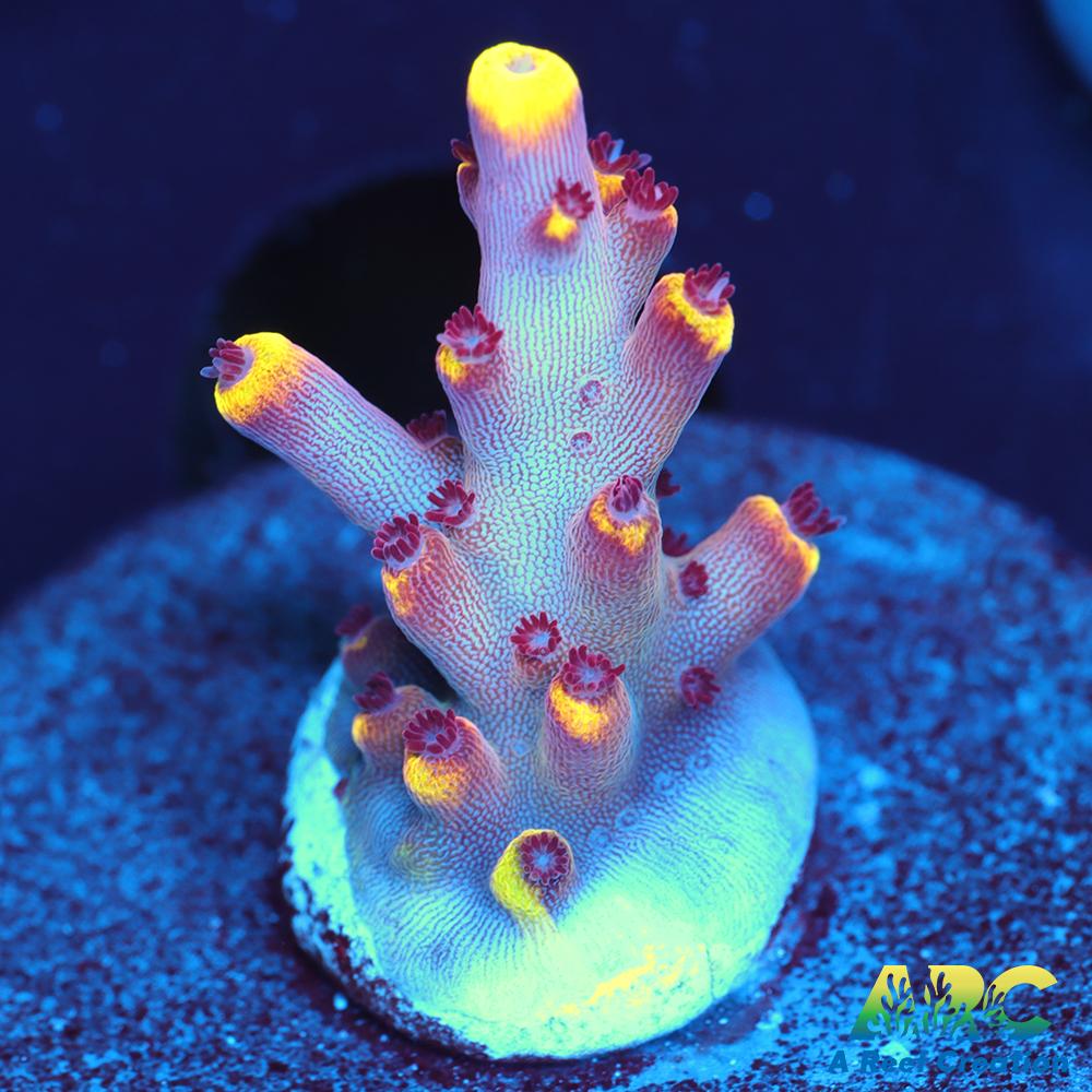JF Fox Flame