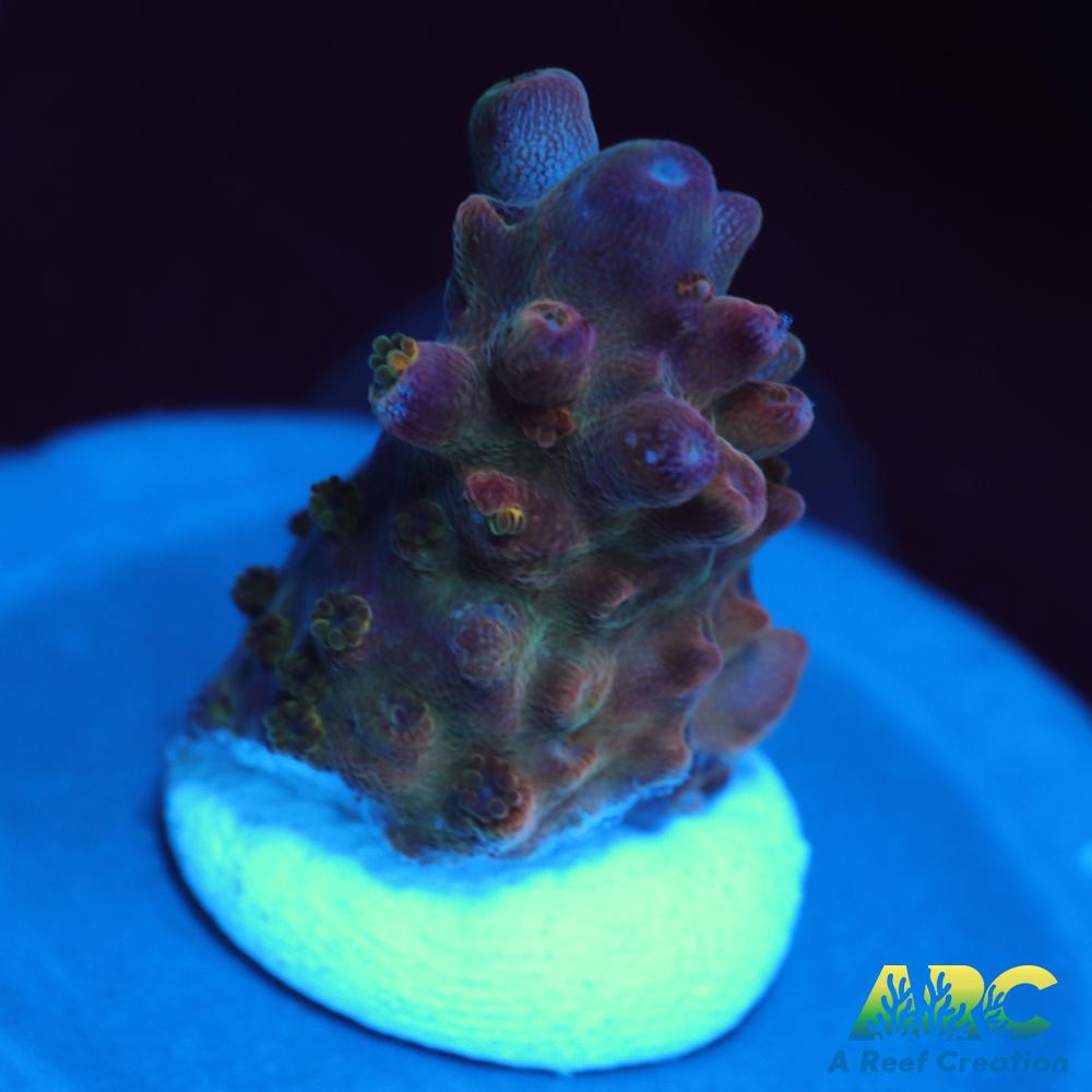 ATL Purple Heart Acro