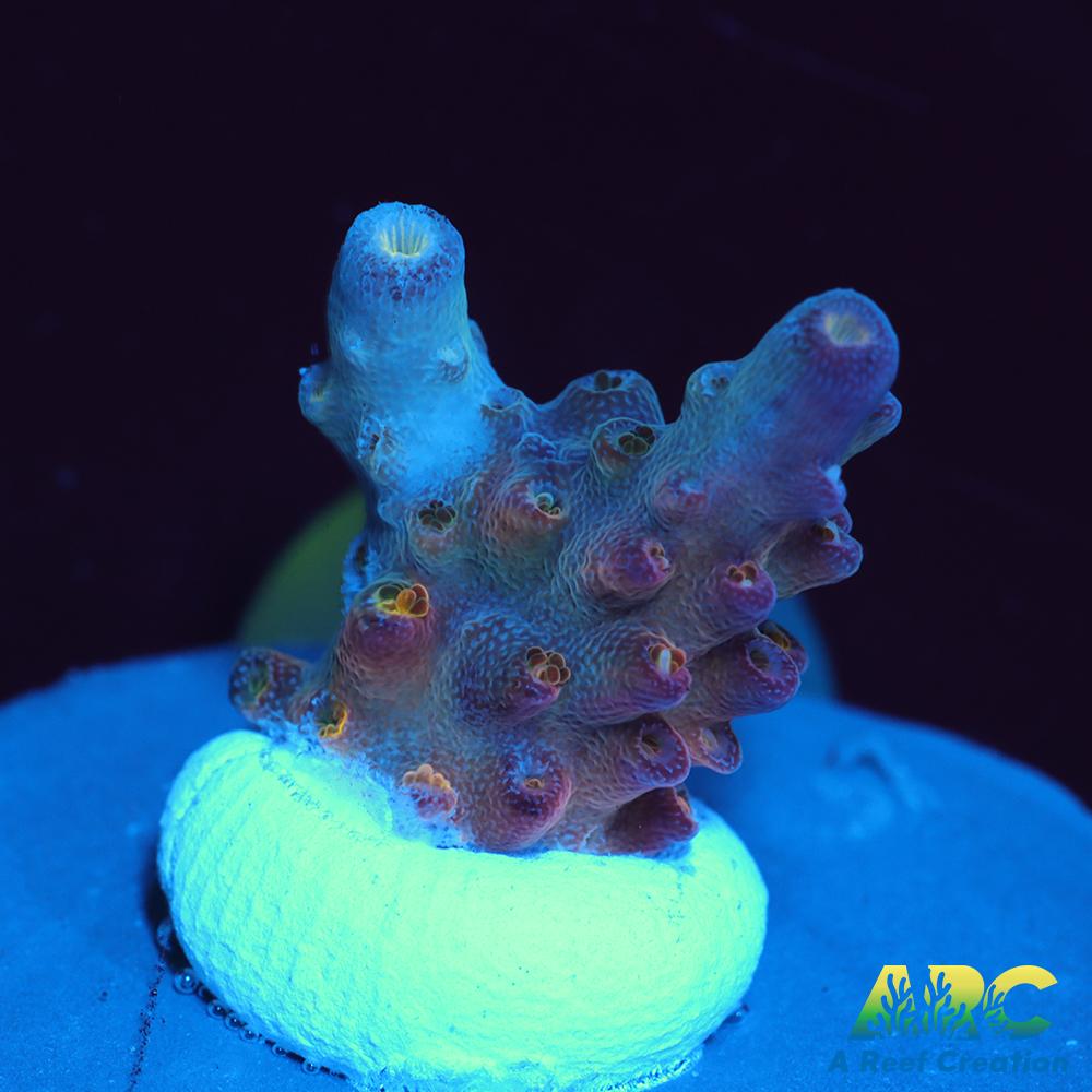 ATL Purple Heart Acro