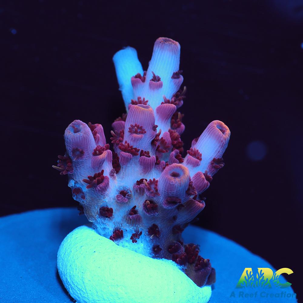 ARC Cotton Candy Acro