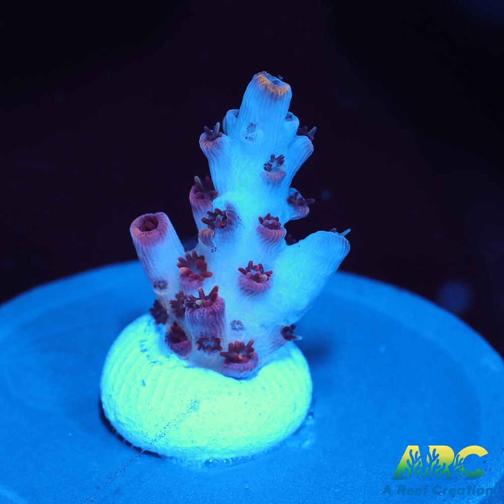 ARC Cotton Candy Acro