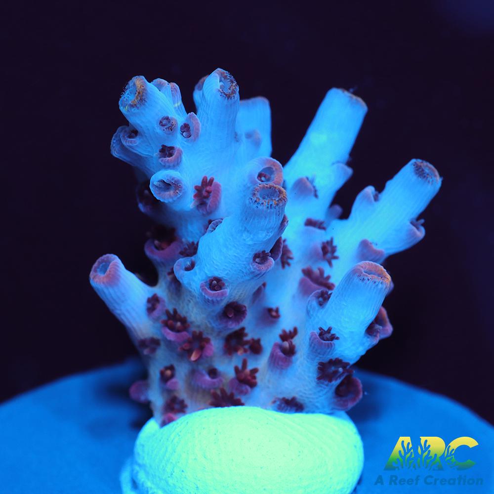 ARC Cotton Candy Acro