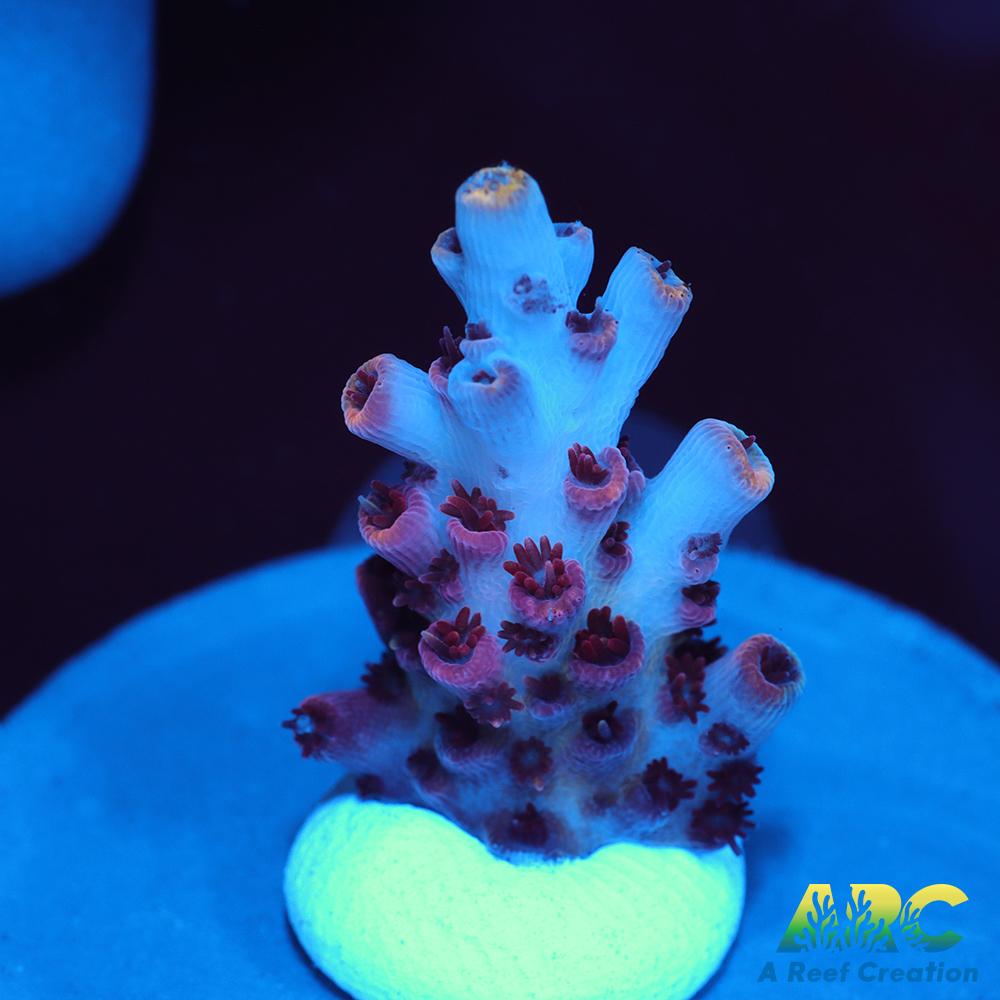 ARC Cotton Candy Acro