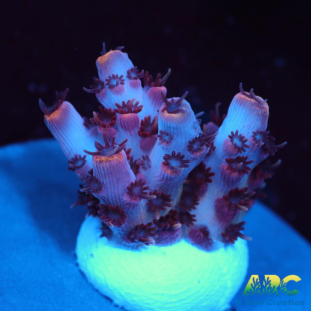 ARC Cotton Candy Acro