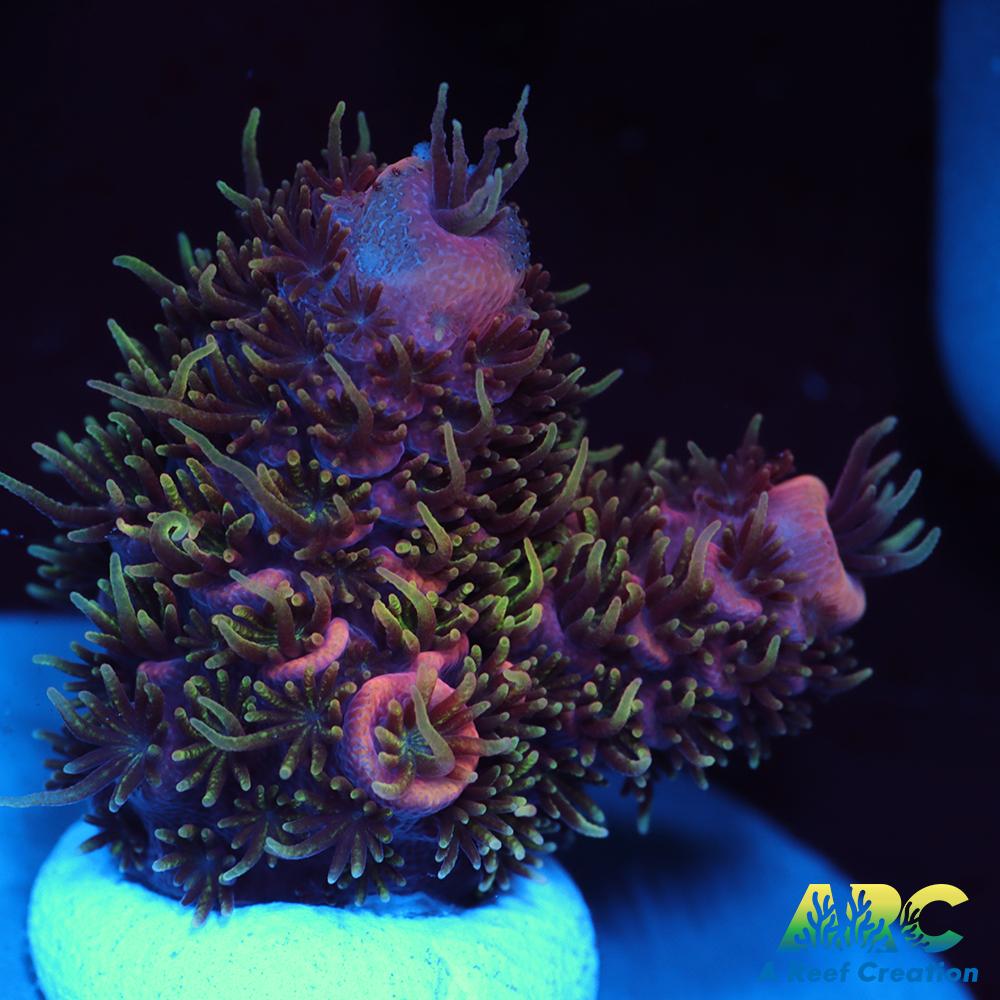 New Release ARC Fuzzy's Revenge