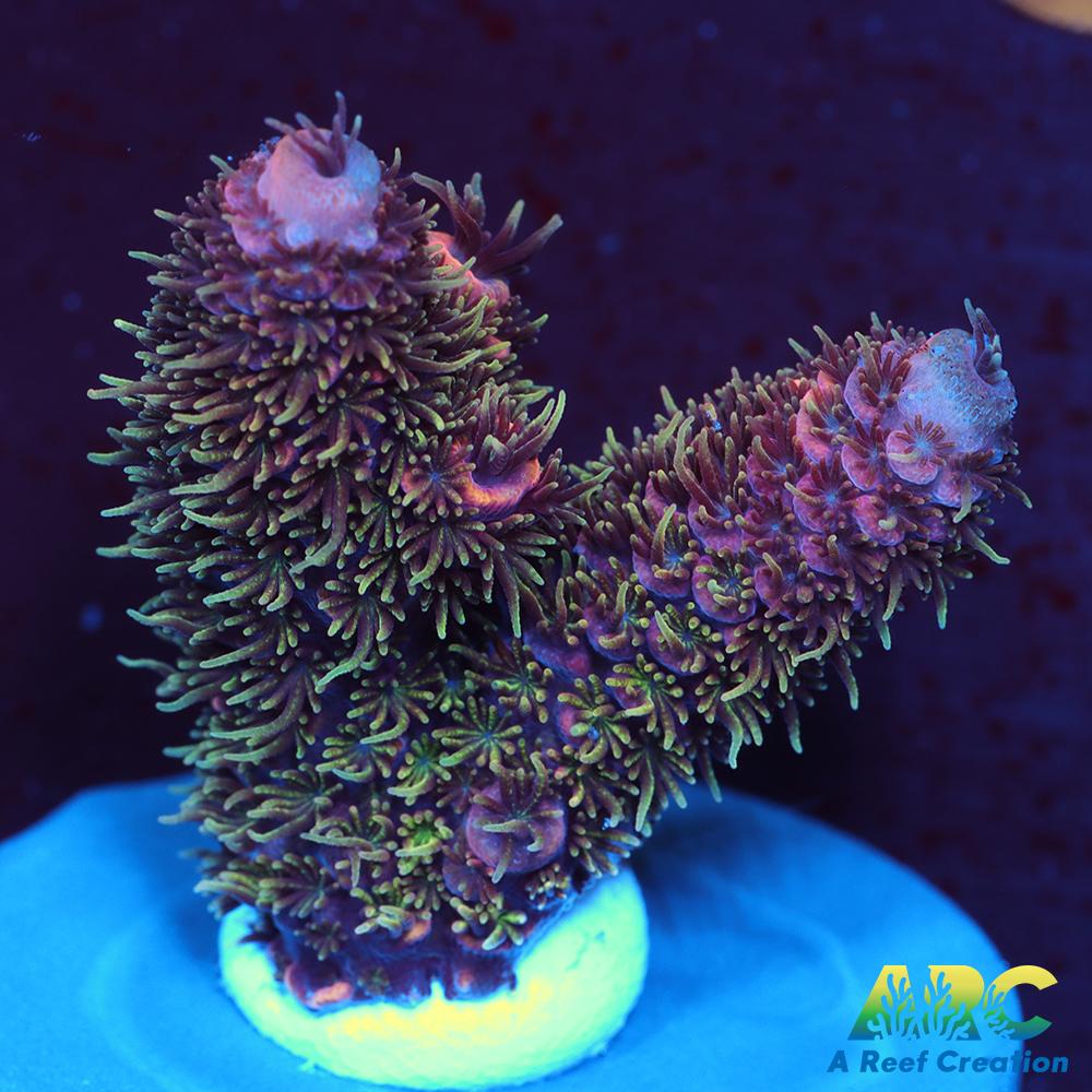 New Release ARC Fuzzy's Revenge