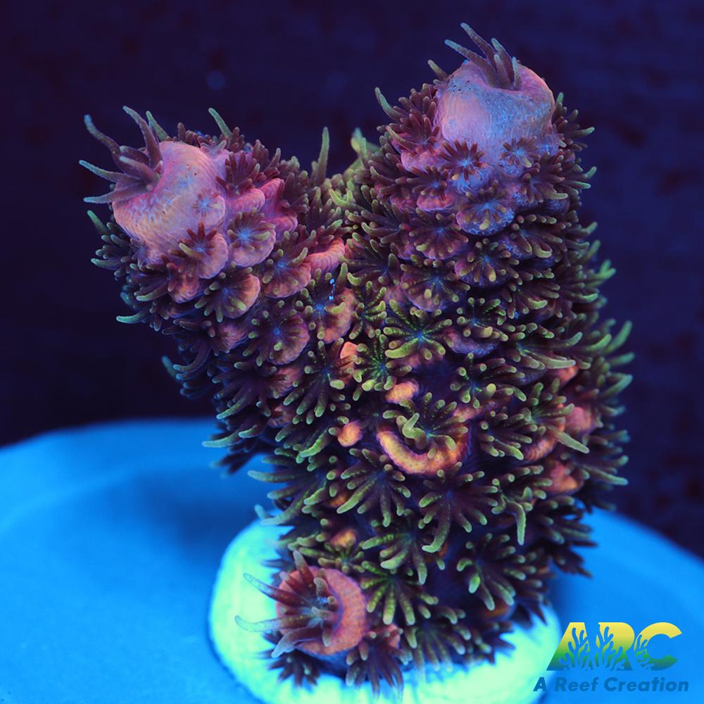 New Release ARC Fuzzy's Revenge