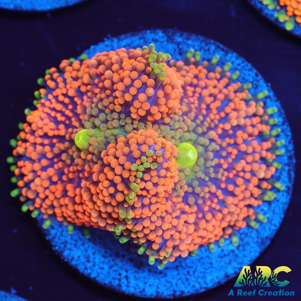 Orange Ricordea Mushroom