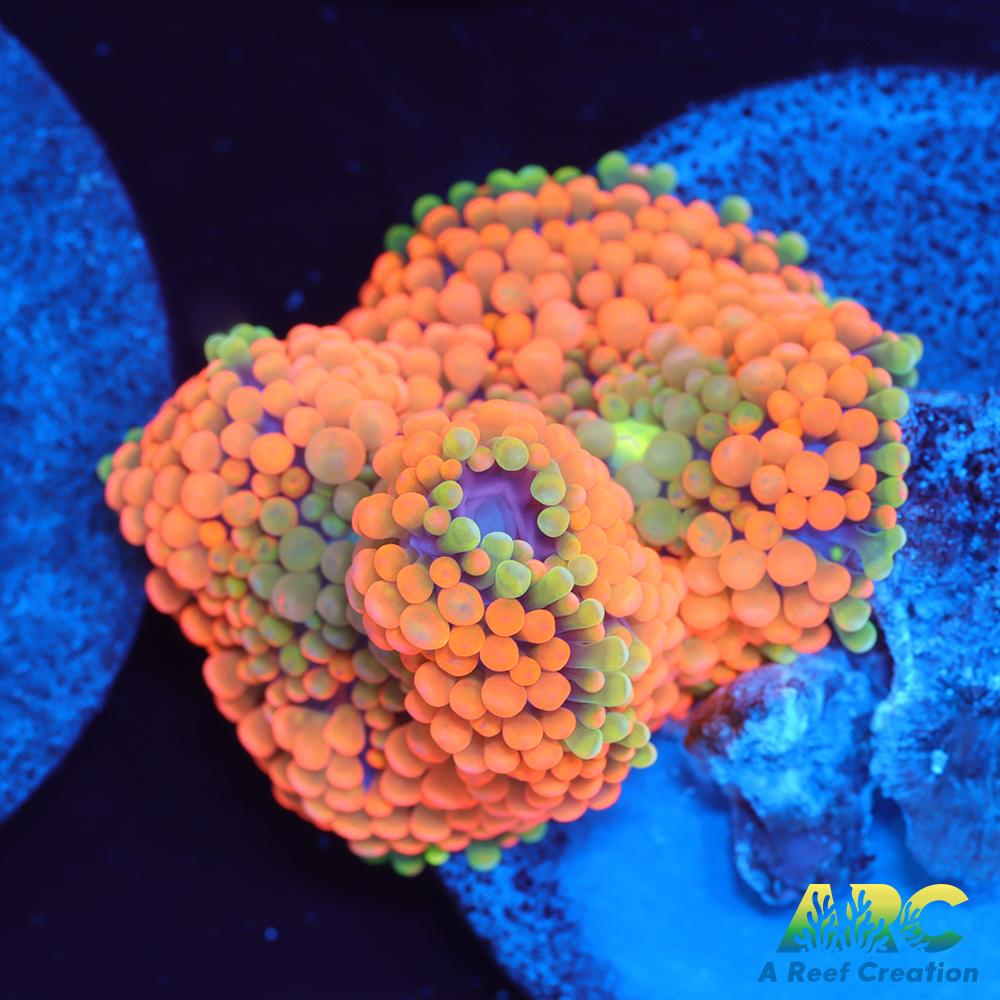 Orange Ricordea Mushroom