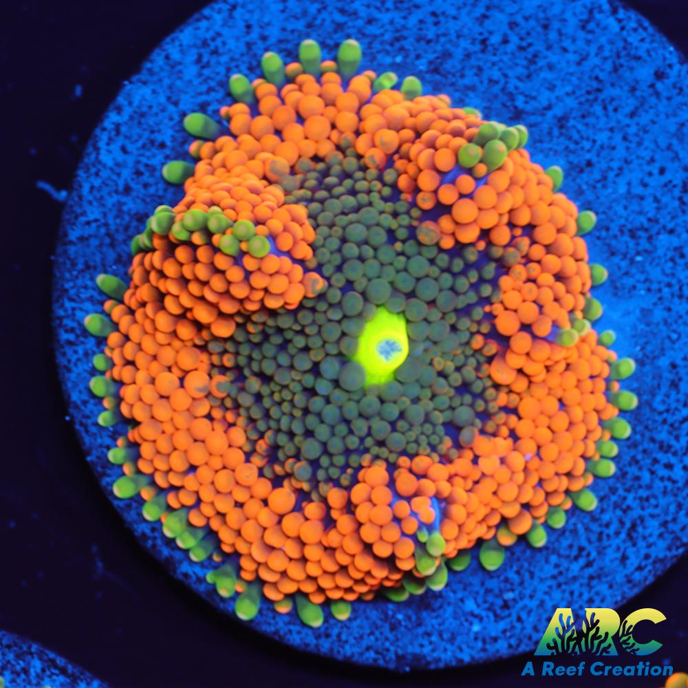 Orange Ricordea Mushroom