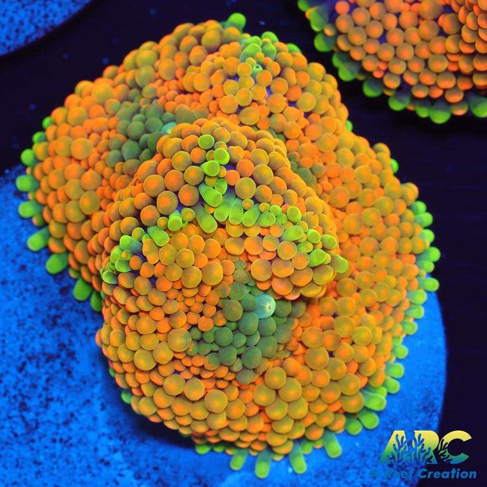 Orange Ricordea Mushroom