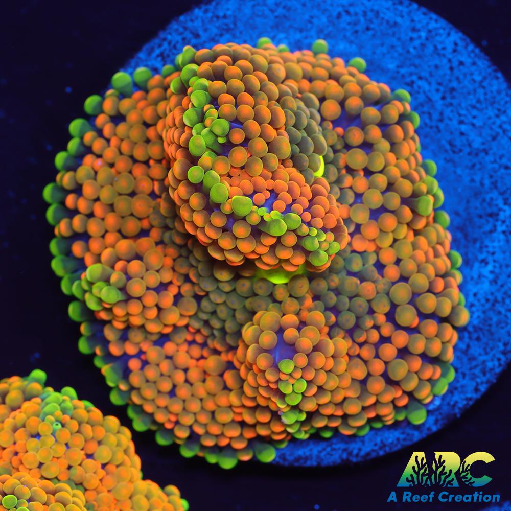 Orange Ricordea Mushroom