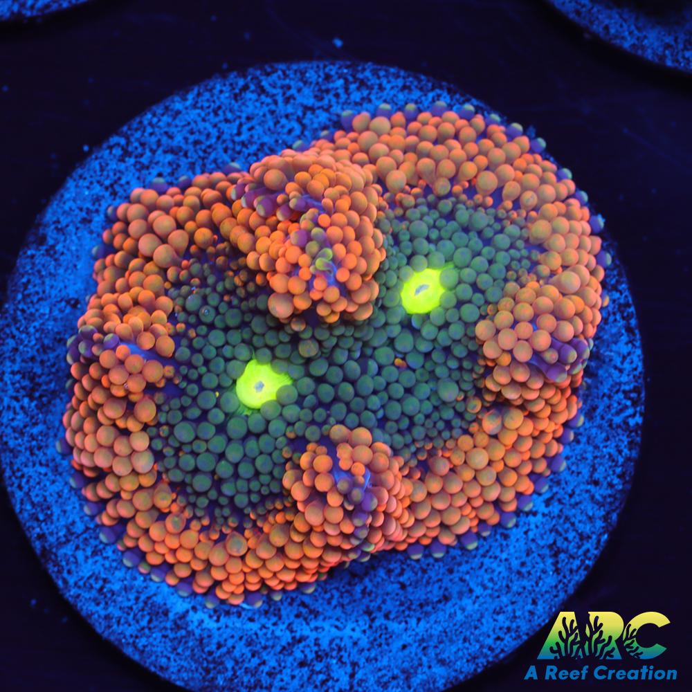 Orange Ricordea Mushroom