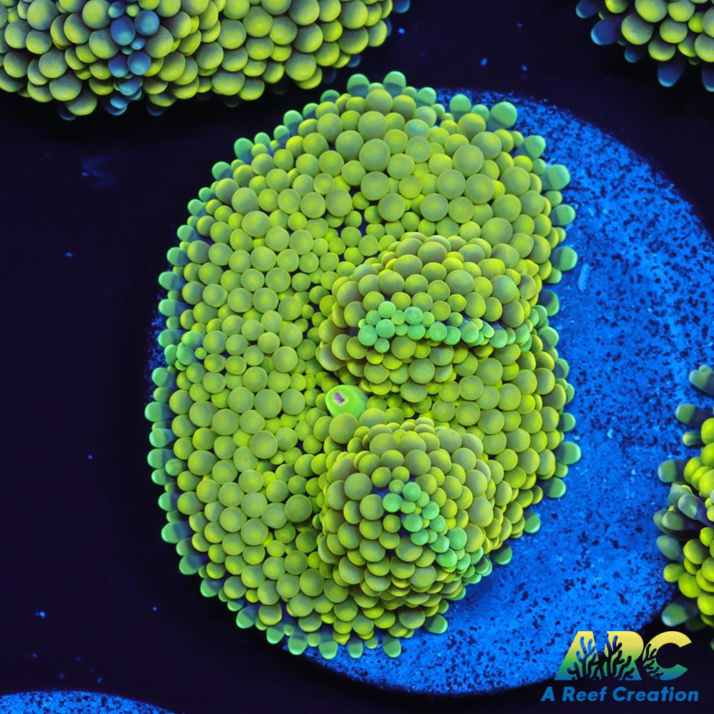 Lemon Lime Ricordea Mushroom