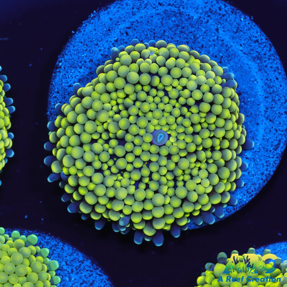 Lemon Lime Ricordea Mushroom