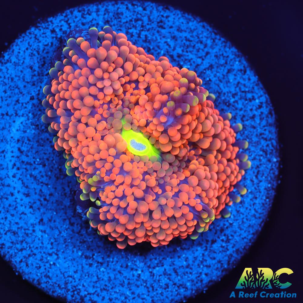 Orange Ricordea Mushroom