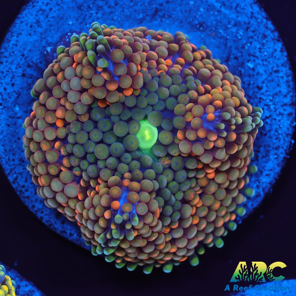 Rainbow Ricordea Mushroom