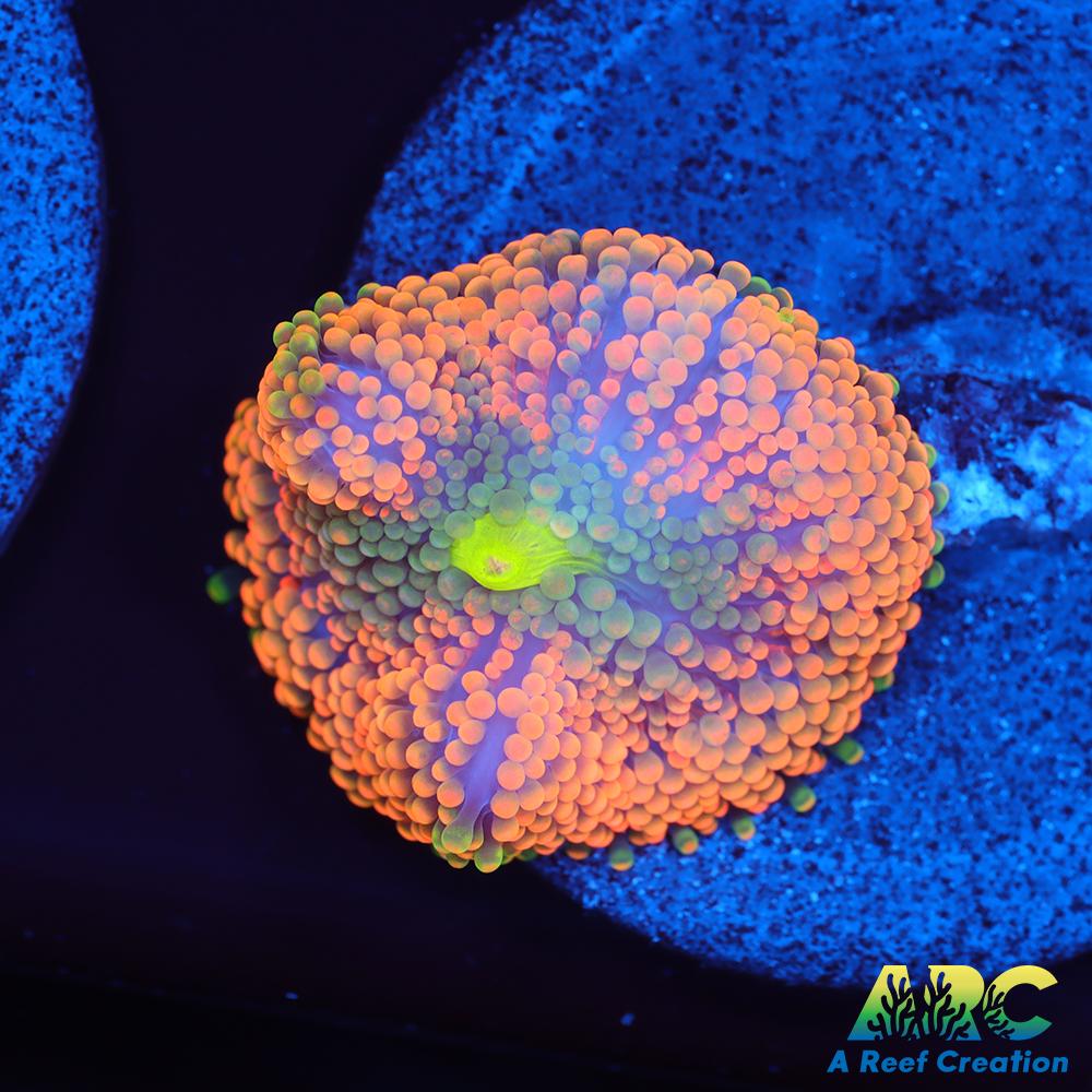 Orange Ricordea Mushroom