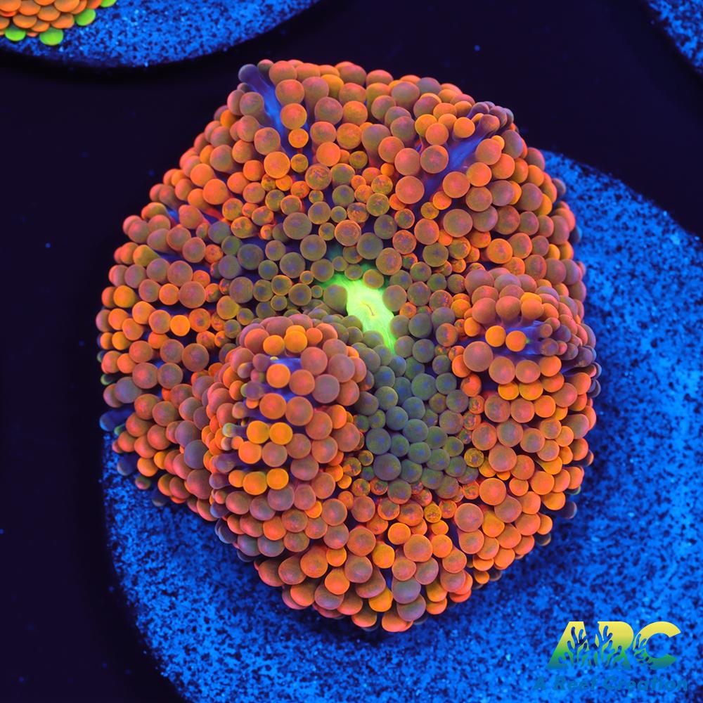 Orange Ricordea Mushroom