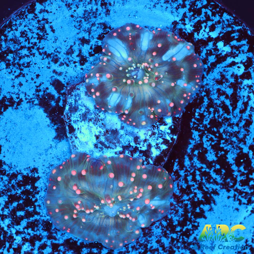 Dragon Lady Bounce Mushroom