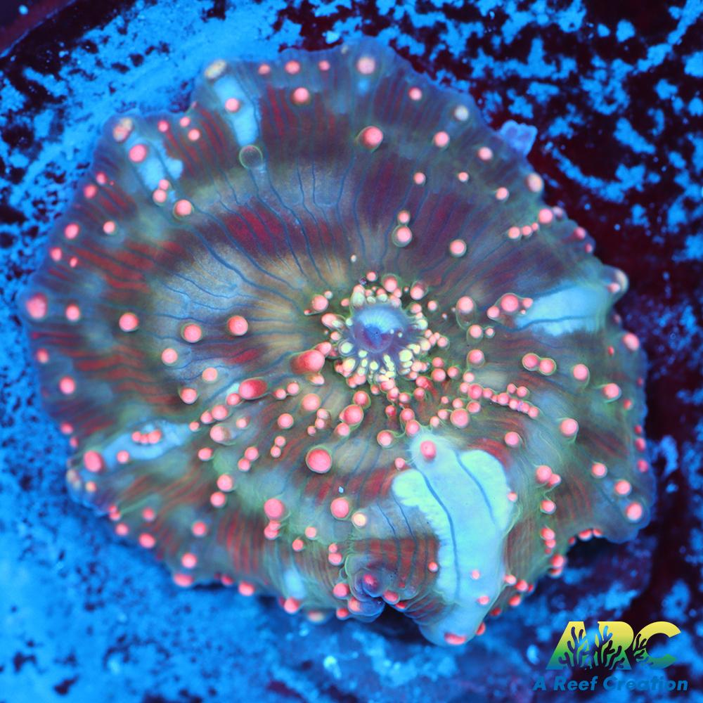 Dragon Lady Bounce Mushroom