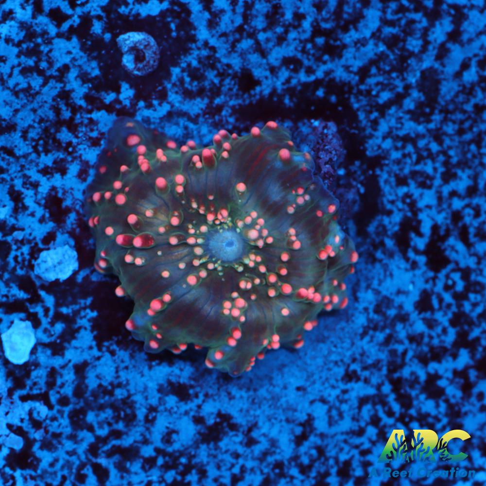 Dragon Lady Bounce Mushroom