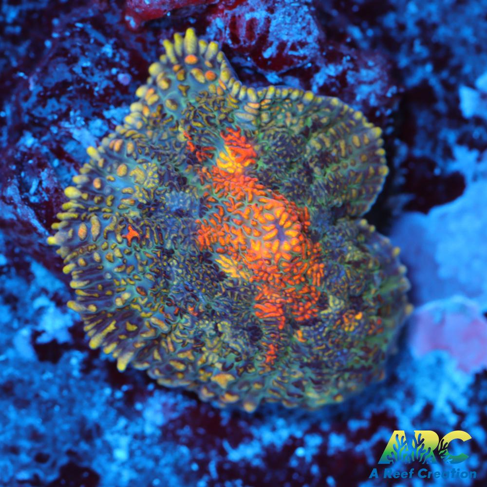 Jupiter Red Rhodactis Mushroom