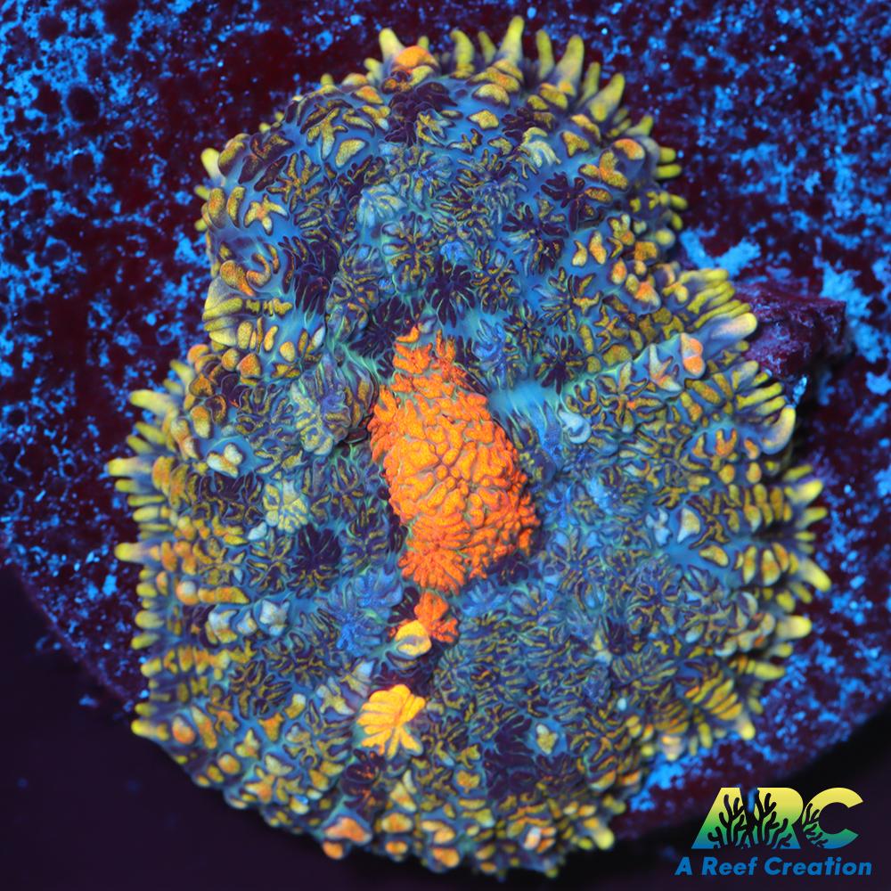 Jupiter Red Rhodactis Mushroom