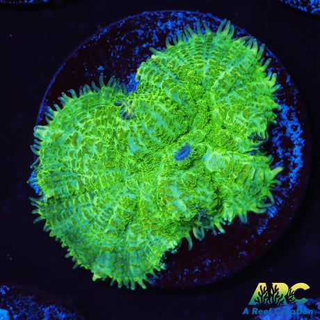 Green Rhodactis Mushroom