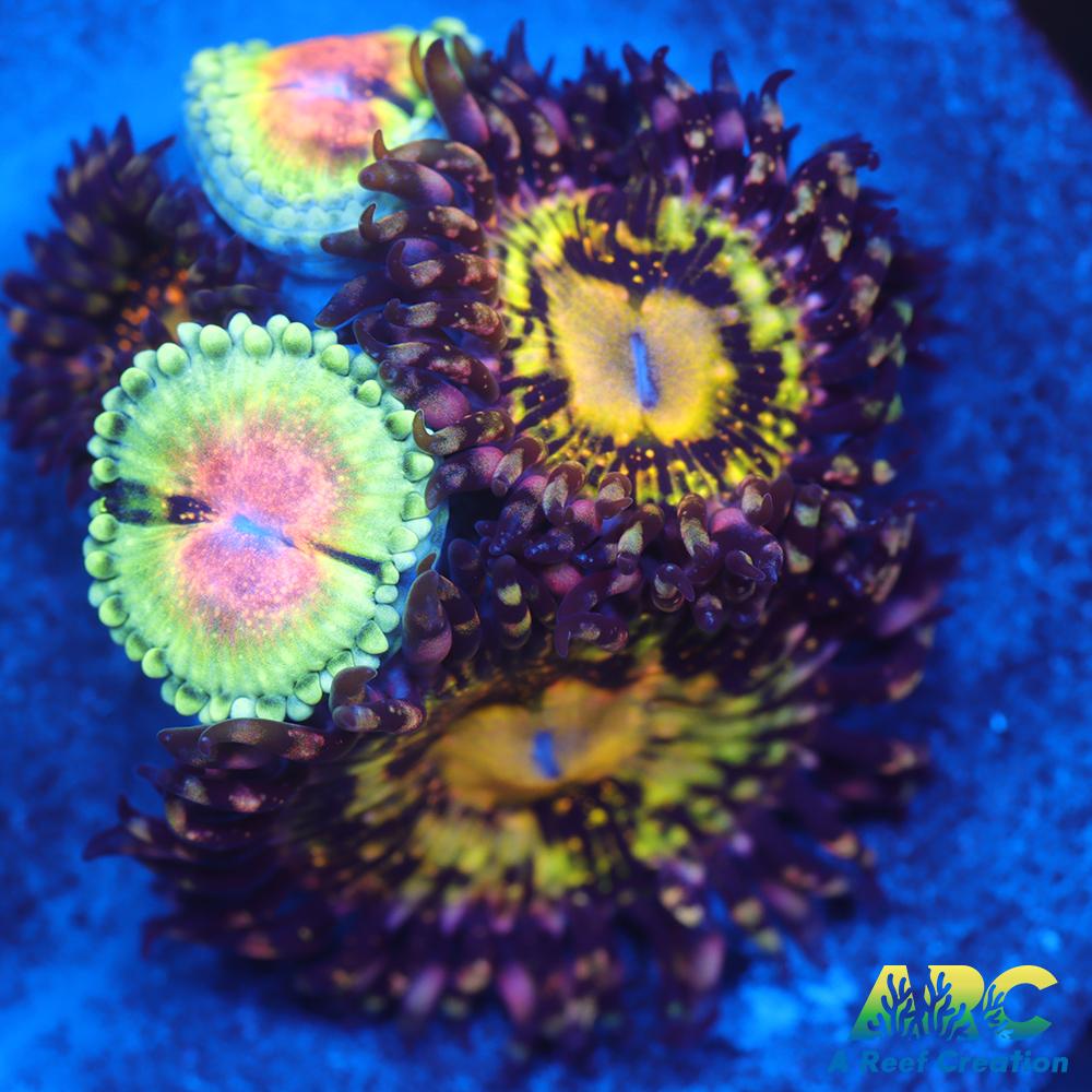 UC Grim Reapers and JF Bloodshot