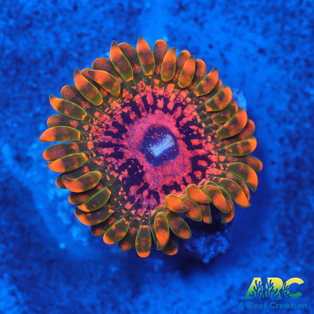 GB GRand Master Krakatoa