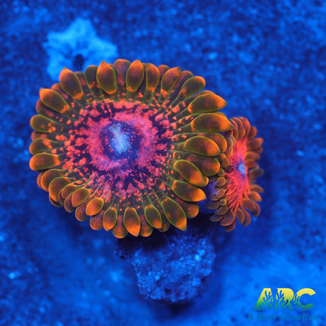 GB GRand Master Krakatoa