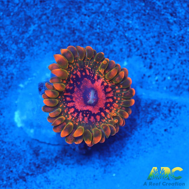 GB GRand Master Krakatoa