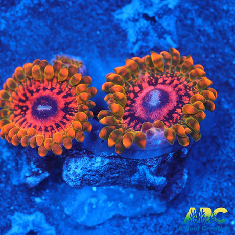 GB GRand Master Krakatoa