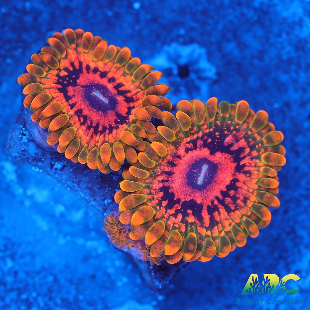 GB GRand Master Krakatoa