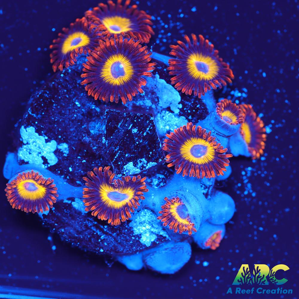 Bondies Zoas