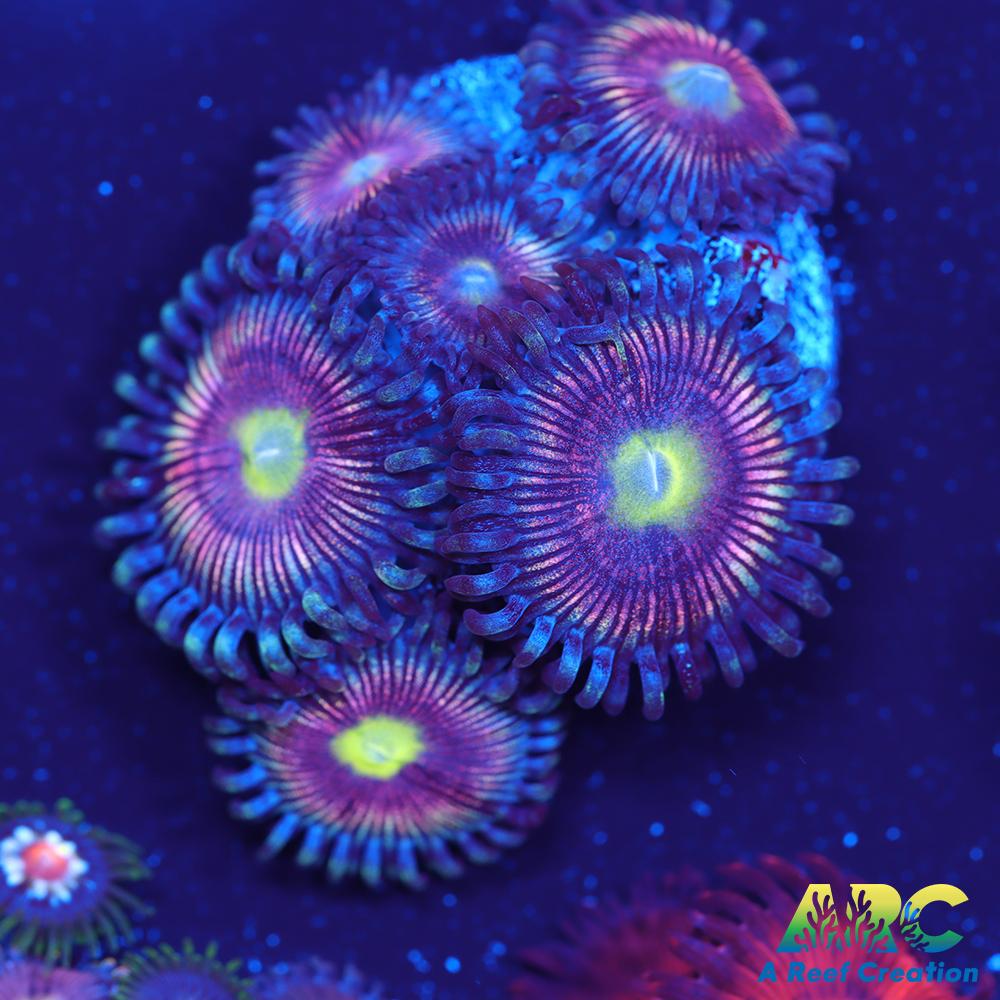 BSA Cats Eye Zoa