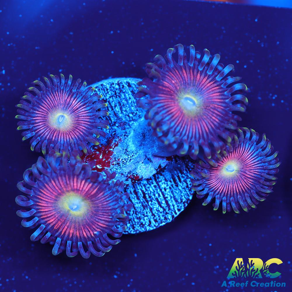 BSA Cats Eye Zoa
