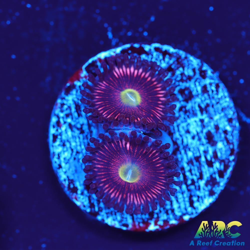 BSA Cats Eye Zoa