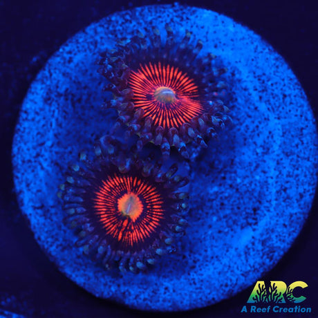 God of War Revolutions