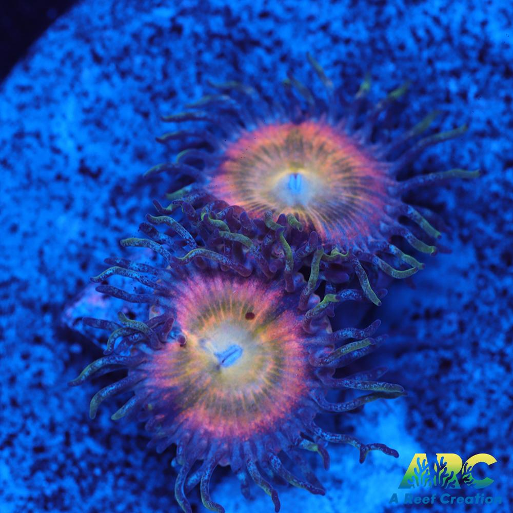 CB Rainbow Infusions