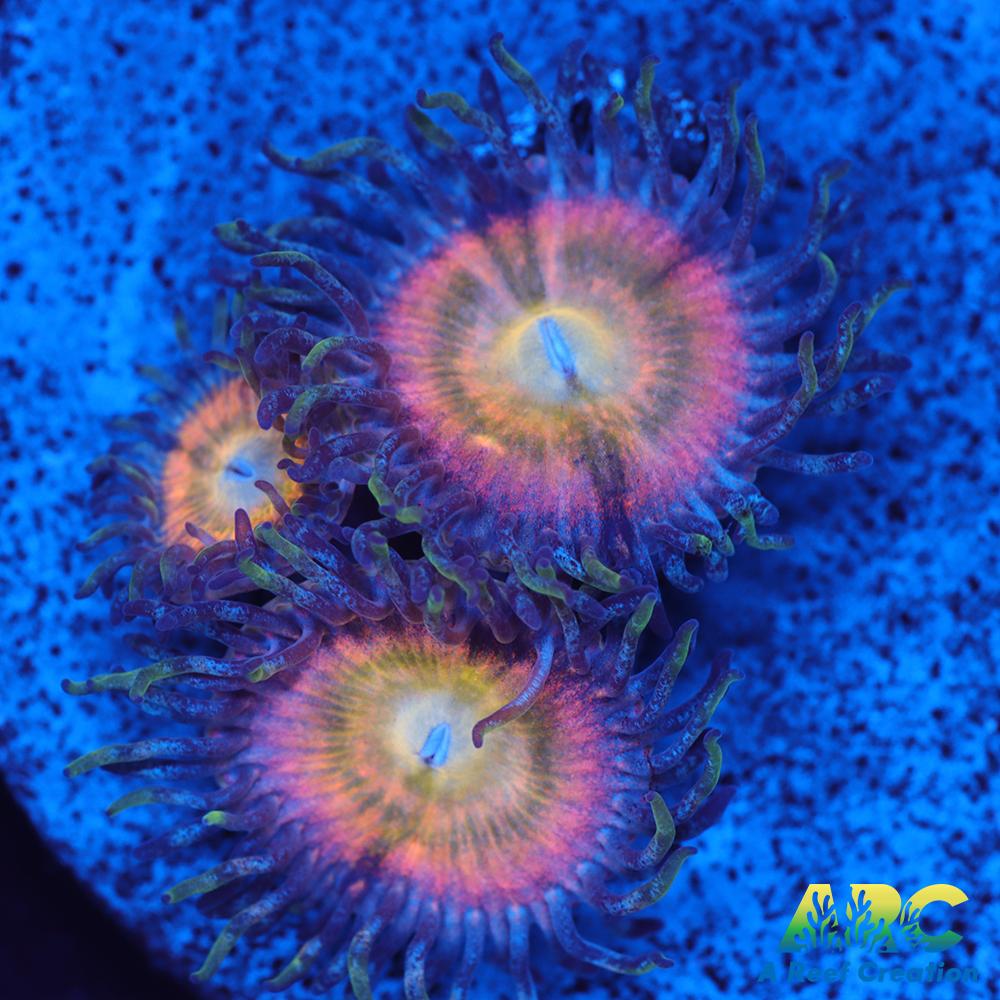 CB Rainbow Infusions