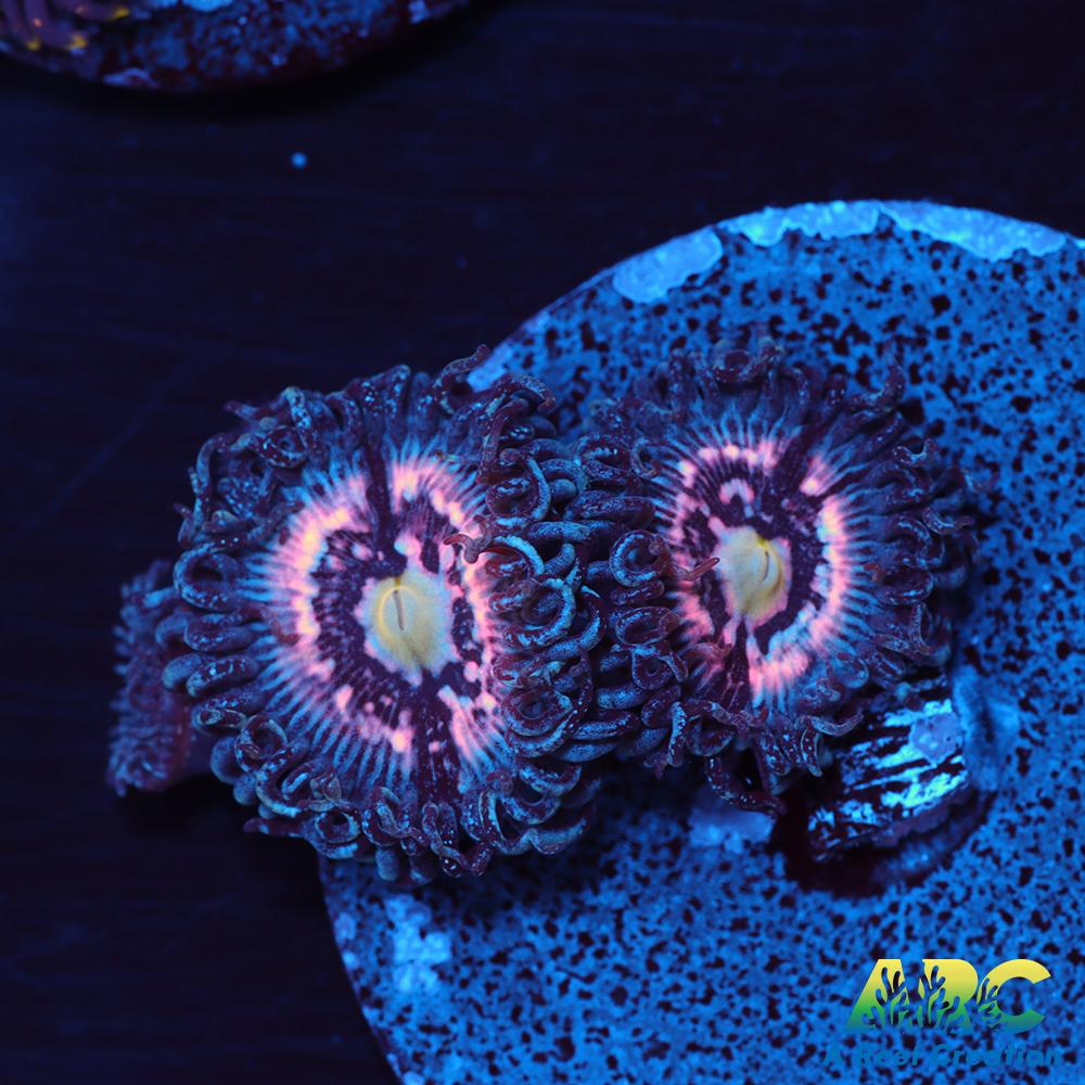 CC Pink Constellations