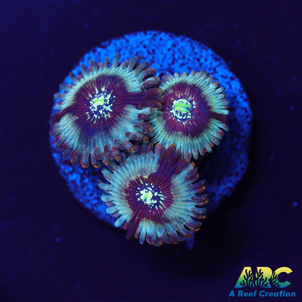 ARC Magical Magicians