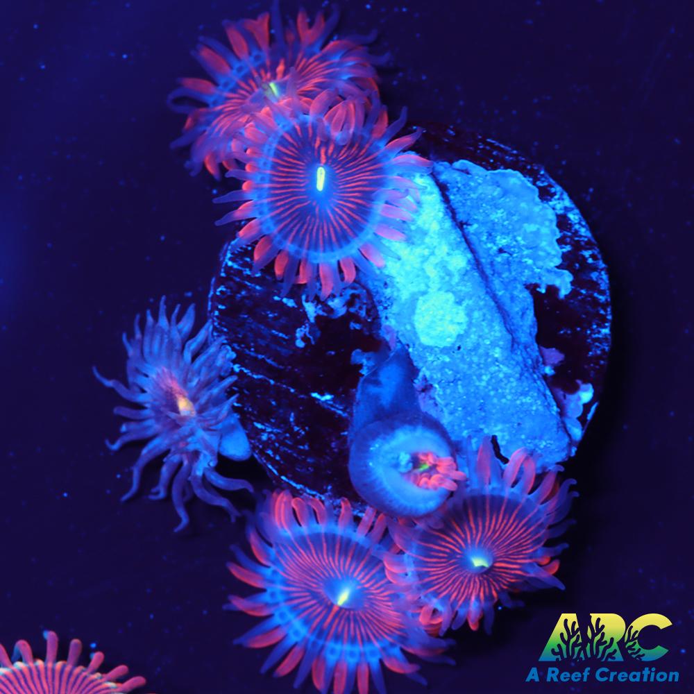 Electric Red People Eaters