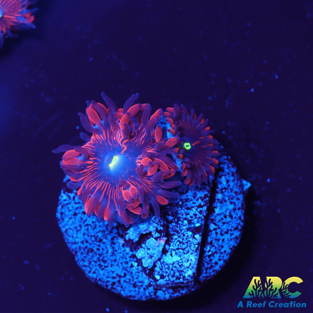 Electric Red People Eaters