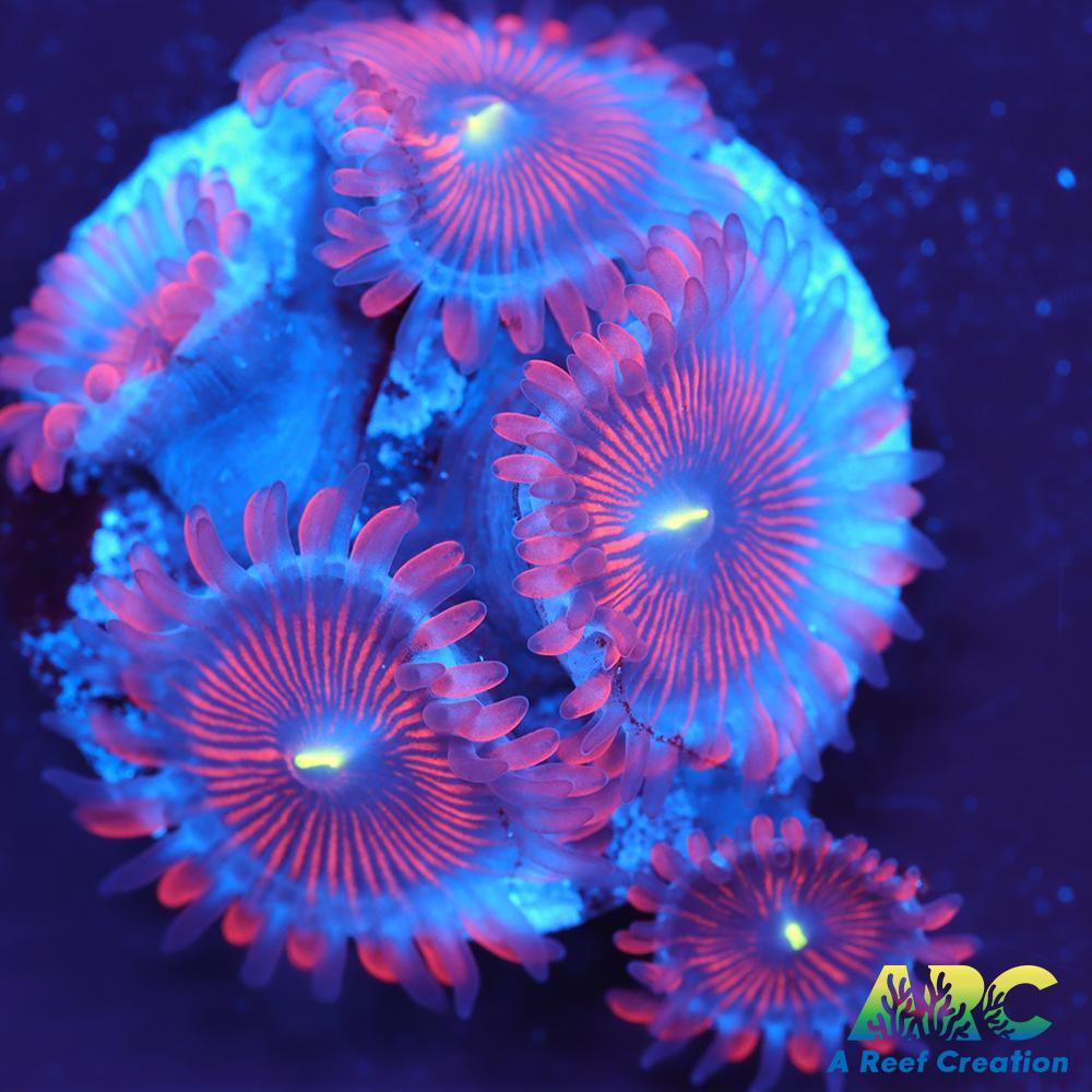 Electric Red People Eaters