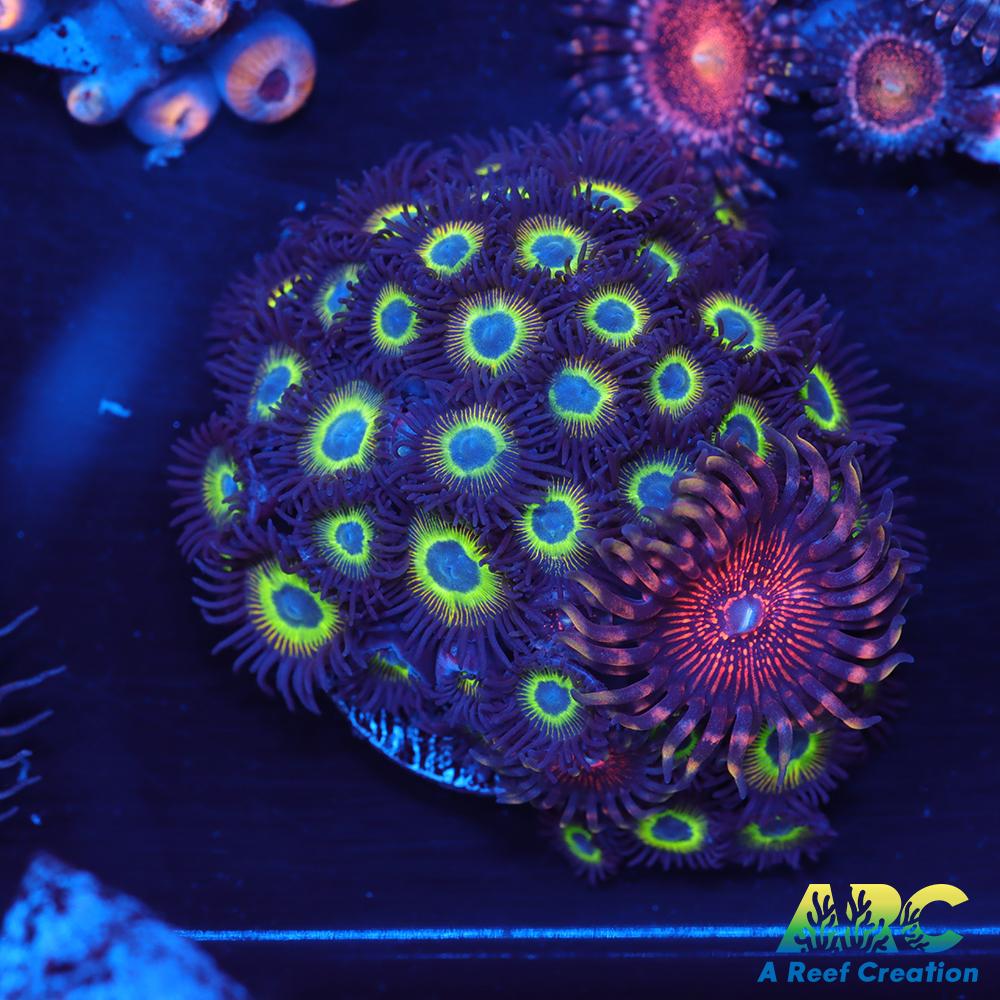 Mean Green Zoas wtih Night Crawler
