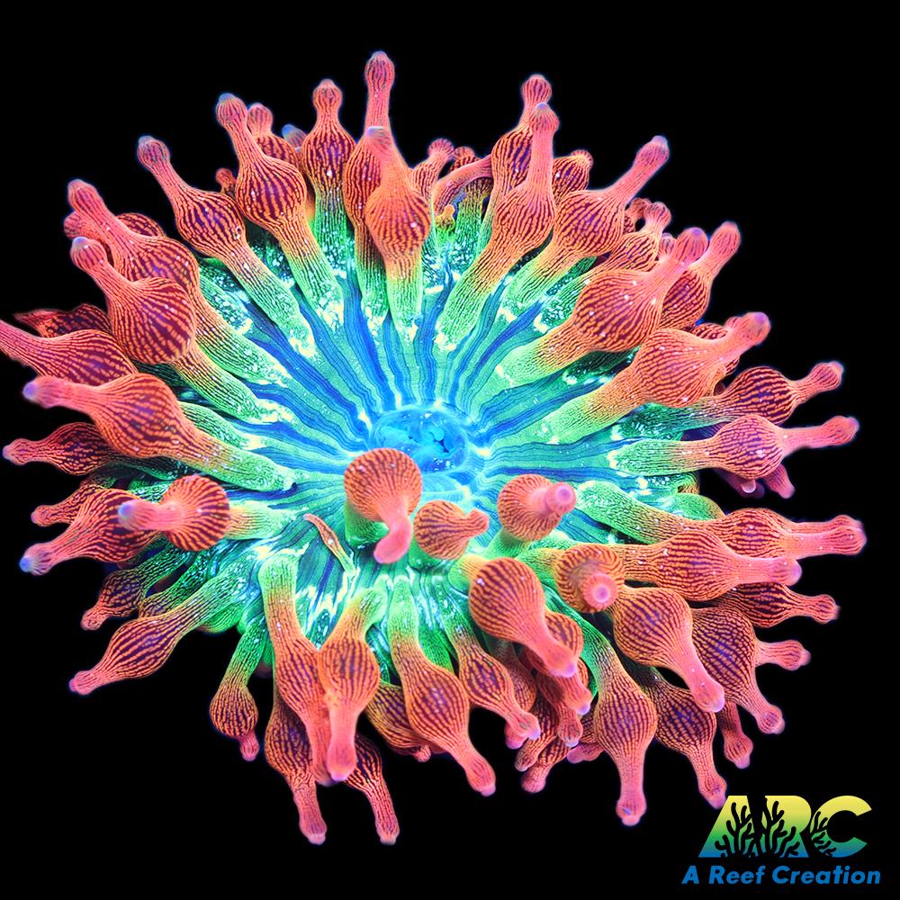 Rainbow Bubble Tip Anemone